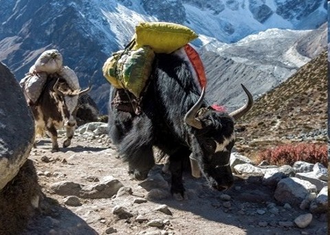 Everest BC Trekking 20 dni