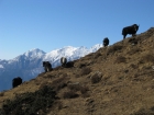 Gokyo Valley Explorer Trek